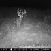 Hanke's Hunts Kansas Game Camera Photo