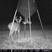 Hanke's Hunts Kansas Game Camera Photo