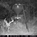 Hanke's Hunts Kansas Game Camera Photo