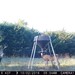 Hanke's Hunts Kansas Game Camera Photo
