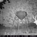 Hanke's Hunts Kansas Game Camera Photo