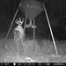 Hanke's Hunts Kansas Game Camera Photo