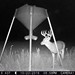 Hanke's Hunts Kansas Game Camera Photo