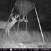Hanke's Hunts Kansas Game Camera Photo