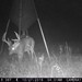 Hanke's Hunts Kansas Game Camera Photo