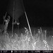 Hanke's Hunts Kansas Game Camera Photo