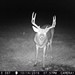 Hanke's Hunts Kansas Game Camera Photo