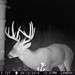 Hanke's Hunts Kansas Game Camera Photo