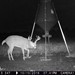 Hanke's Hunts Kansas Game Camera Photo