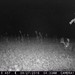 Hanke's Hunts Kansas Game Camera Photo