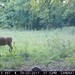 Hanke's Hunts Kansas Game Camera Photo