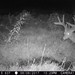Hanke's Hunts Kansas Game Camera Photo