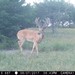 Hanke's Hunts Kansas Game Camera Photo