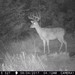 Hanke's Hunts Kansas Game Camera Photo