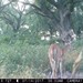 Hanke's Hunts Kansas Game Camera Photo