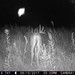 Hanke's Hunts Kansas Game Camera Photo