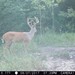 Hanke's Hunts Kansas Game Camera Photo