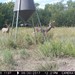 Hanke's Hunts Kansas Game Camera Photo