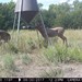 Hanke's Hunts Kansas Game Camera Photo