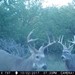 Hanke's Hunts Kansas Game Camera Photo