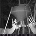 Hanke's Hunts Kansas Game Camera Photo
