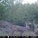 Hanke's Hunts Kansas Game Camera Photo