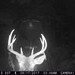 Hanke's Hunts Kansas Game Camera Photo
