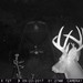 Hanke's Hunts Kansas Game Camera Photo