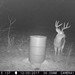 Hanke's Hunts Kansas Game Camera Photo