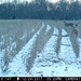 Hanke's Hunts Kansas Game Camera Photo