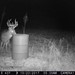 Hanke's Hunts Kansas Game Camera Photo