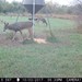 Hanke's Hunts Kansas Game Camera Photo