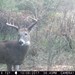Hanke's Hunts Kansas Game Camera Photo