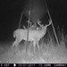 Hanke's Hunts Kansas Game Camera Photo