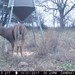Hanke's Hunts Kansas Game Camera Photo