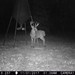Hanke's Hunts Kansas Game Camera Photo