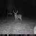 Hanke's Hunts Kansas Game Camera Photo