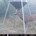 Hanke's Hunts Kansas Game Camera Photo