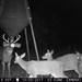 Hanke's Hunts Kansas Game Camera Photo