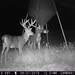 Hanke's Hunts Kansas Game Camera Photo
