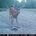 Hanke's Hunts Kansas Game Camera Photo