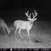 Hanke's Hunts Kansas Game Camera Photo