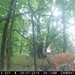 Hanke's Hunts Kansas Game Camera Photo