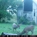 Hanke's Hunts Kansas Game Camera Photo