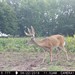 Hanke's Hunts Kansas Game Camera Photo