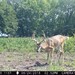 Hanke's Hunts Kansas Game Camera Photo