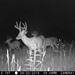 Hanke's Hunts Kansas Game Camera Photo