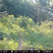 Hanke's Hunts Kansas Game Camera Photo