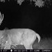 Hanke's Hunts Kansas Game Camera Photo