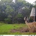 Hanke's Hunts Kansas Game Camera Photo